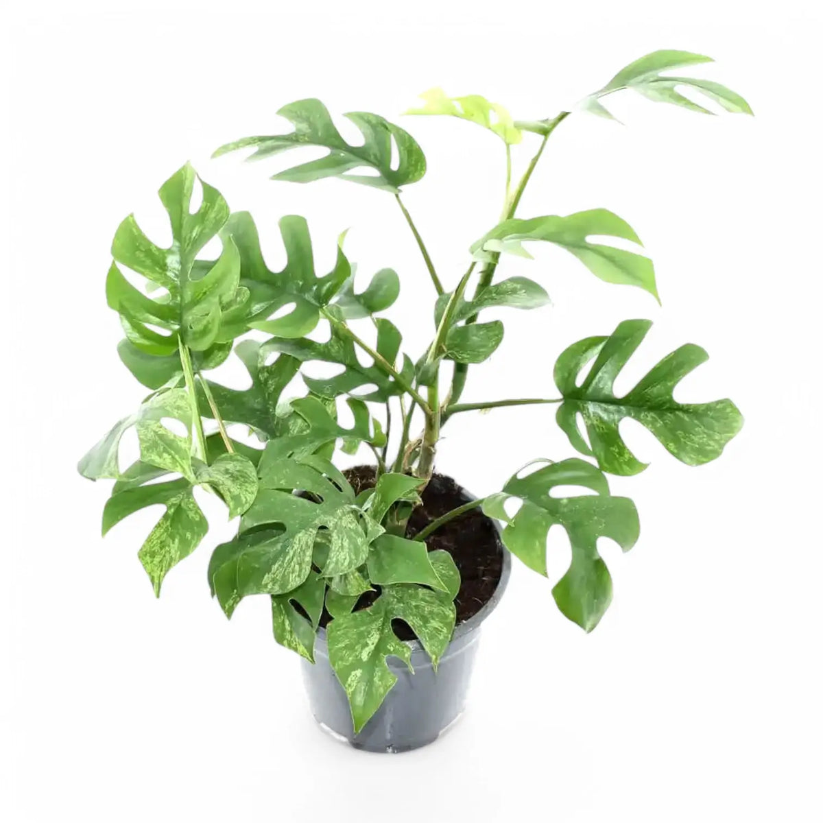 Rhaphidophora tetrasperma variegata 'Mint' Zimmerpflanze im Anzuchttopf vor weißem Hintergrund, Produktfoto 4.