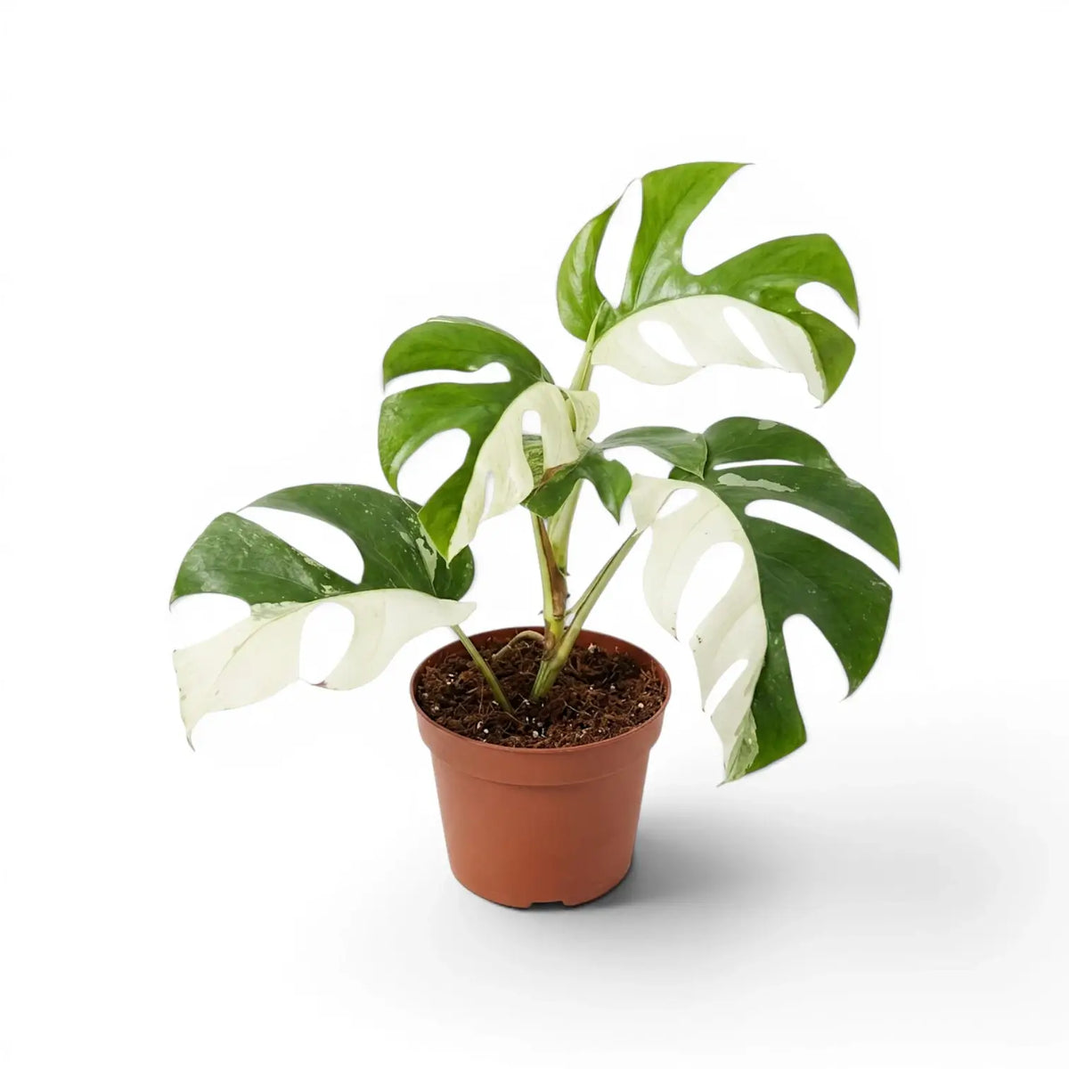 Panaschierte Rhaphidophora tetrasperma im Kulturtopf.