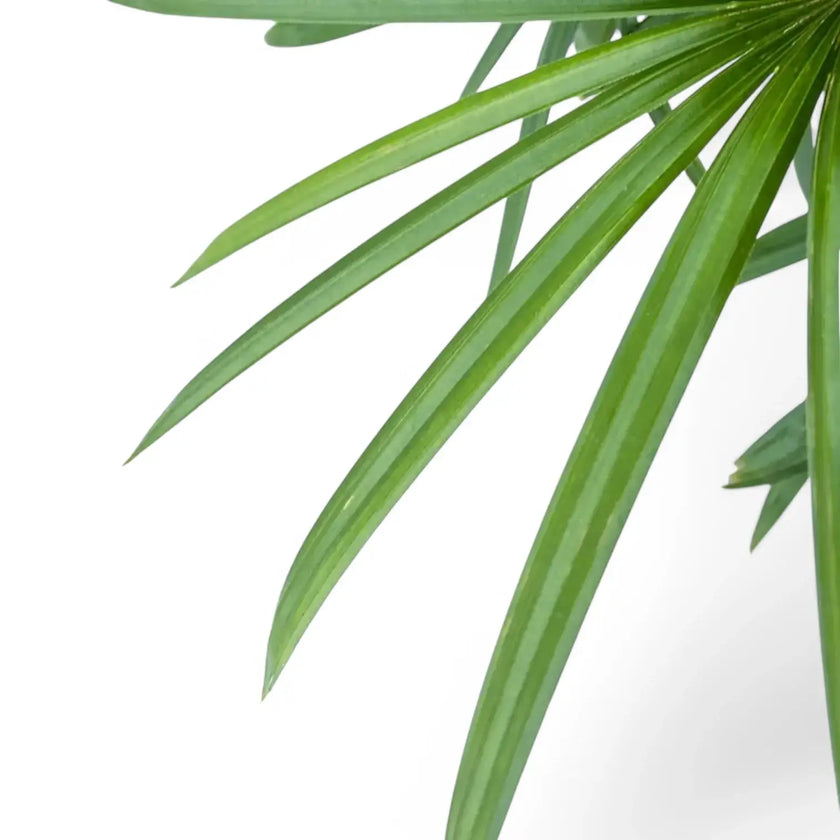 Rhapis excelsa leaf detail on white background.