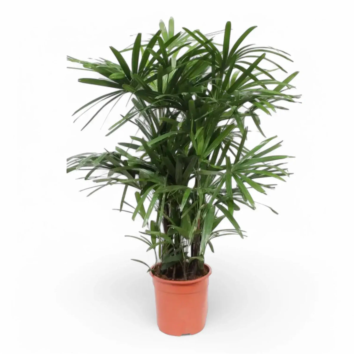 Rhapis excelsa potted plant in nursery pot on white background.