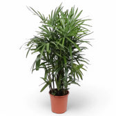 Rhapis excelsa potted plant in nursery pot on white background.