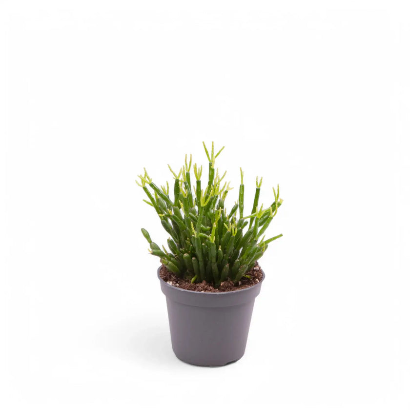 Rhipsalis baccifera potted plant in nursery pot on white background.