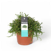 Rhipsalis baccifera potted plant in nursery pot on white background.