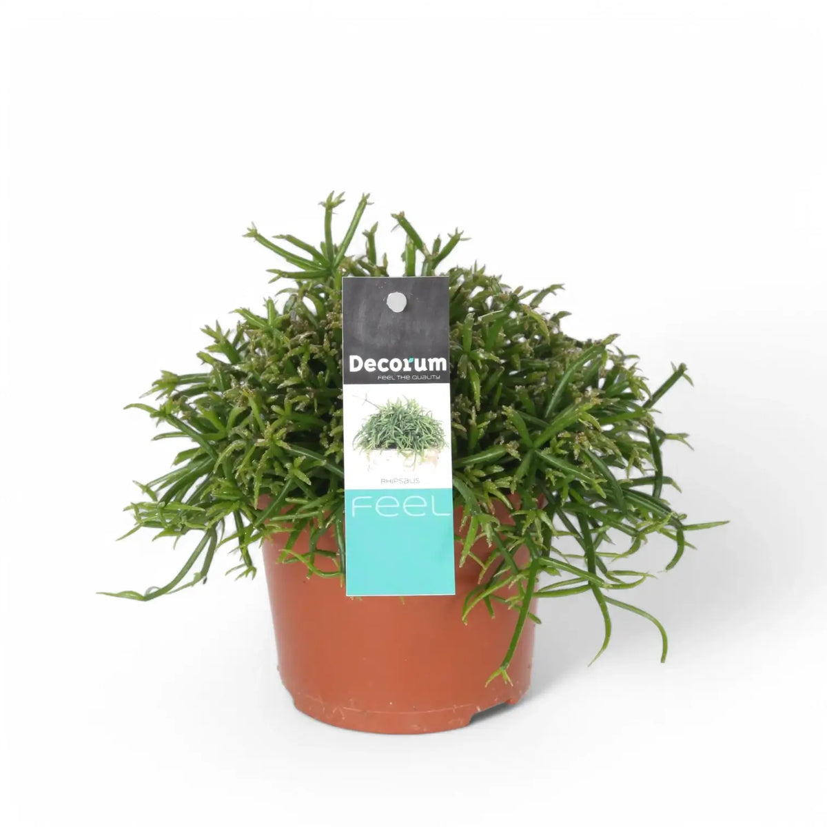 Rhipsalis baccifera potted plant in nursery pot on white background.