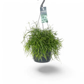 Rhipsalis baccifera potted plant in nursery pot on white background.