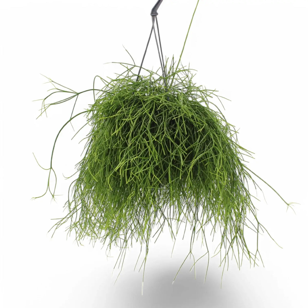 Rhipsalis baccifera potted plant in nursery pot on white background.