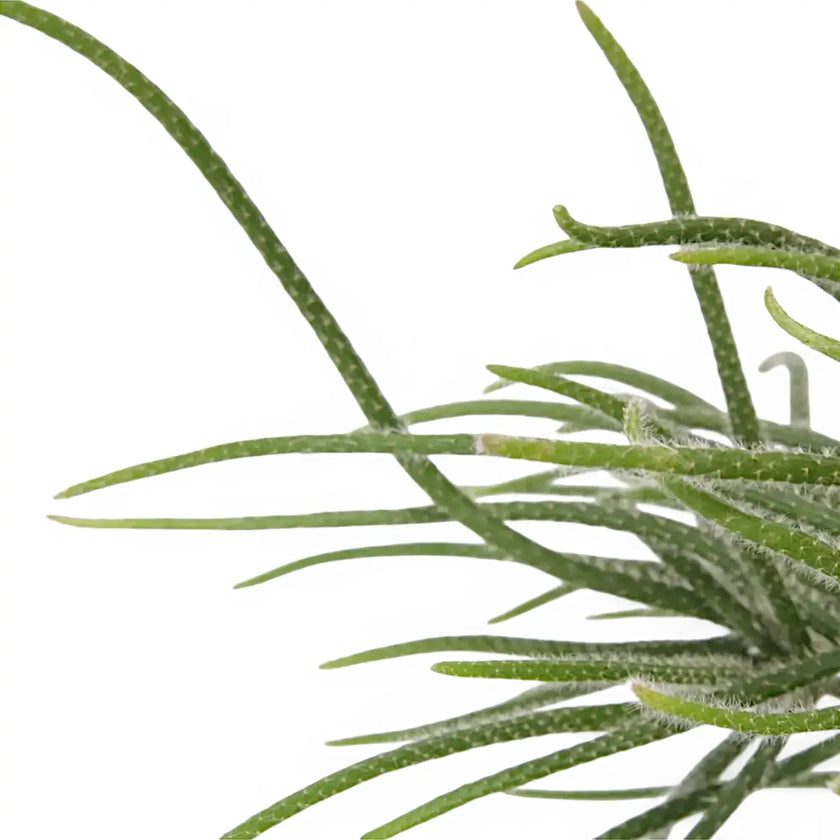 Rhipsalis baccifera ssp. horrida leaf detail on white background.