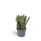 Rhipsalis baccifera ssp. horrida potted plant in nursery pot on white background.