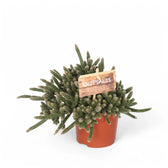 Rhipsalis baccifera ssp. horrida potted plant in nursery pot on white background.