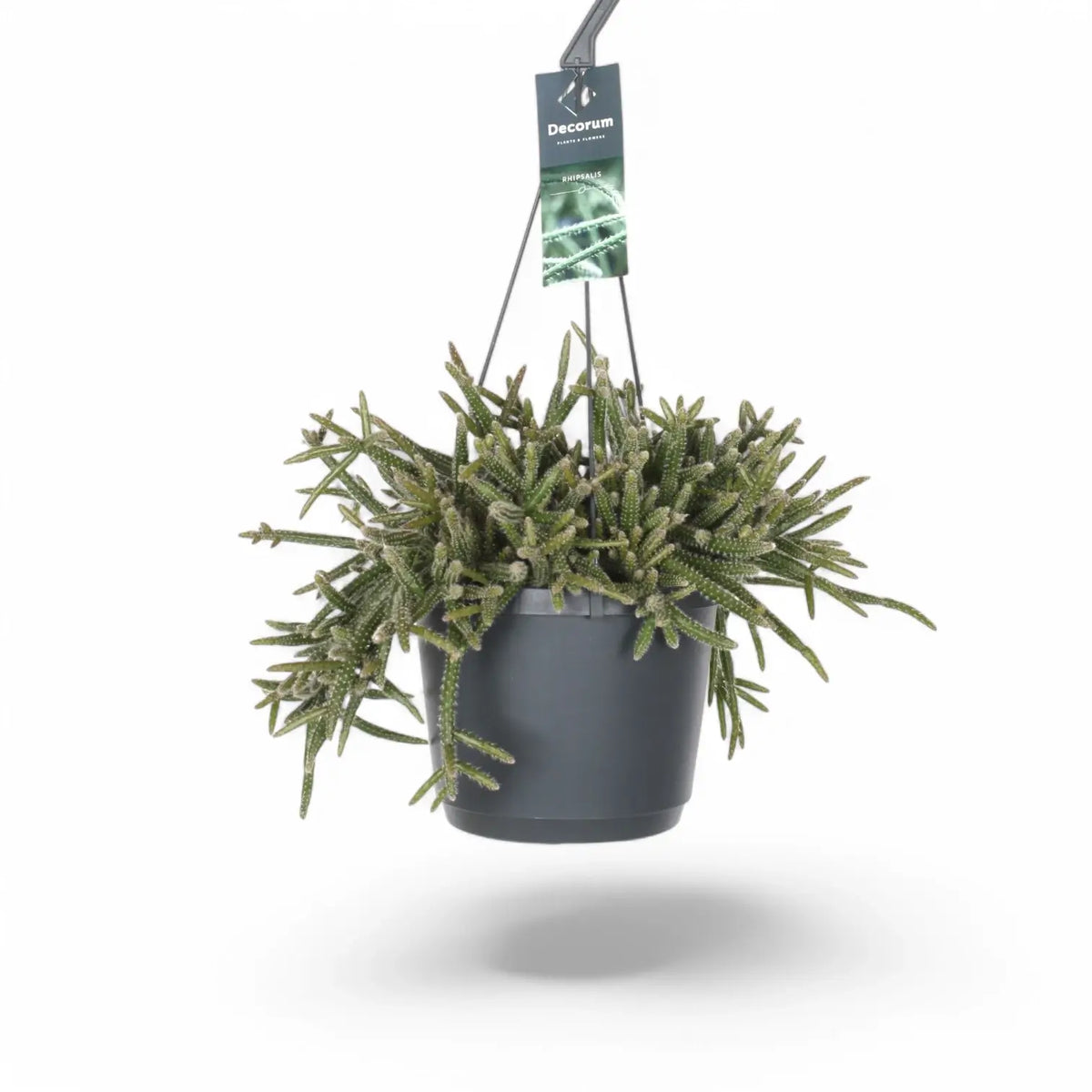 Rhipsalis baccifera ssp. horrida potted plant in nursery pot on white background.