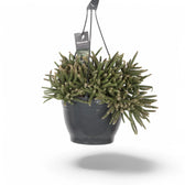 Rhipsalis baccifera ssp. horrida potted plant in nursery pot on white background.