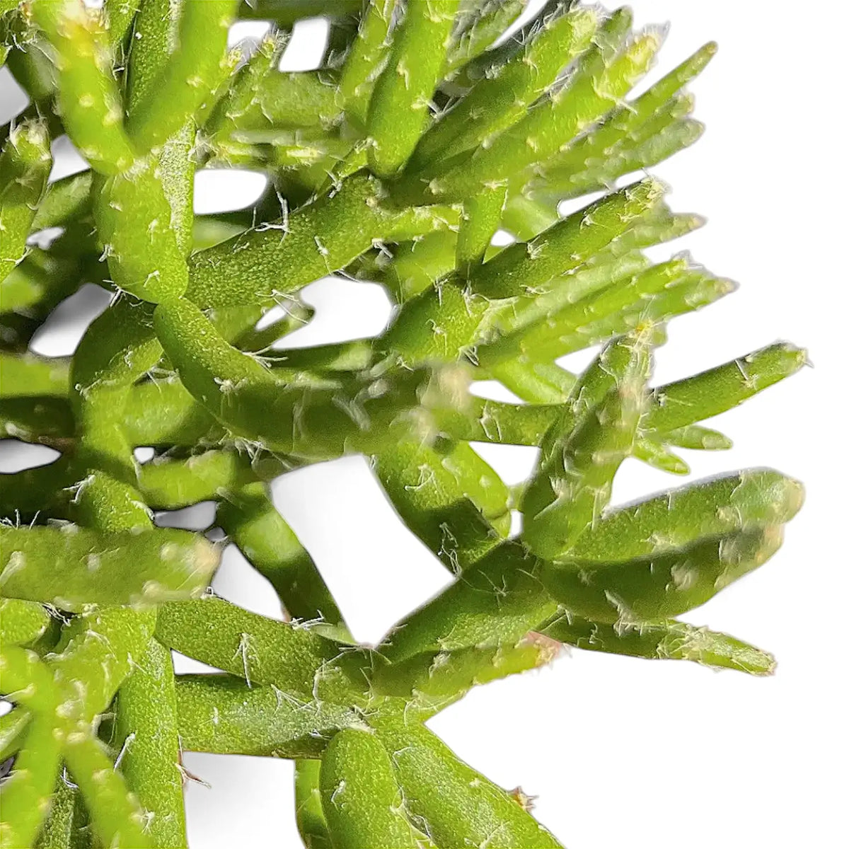 Rhipsalis burchellii close-up of leaf on white background.