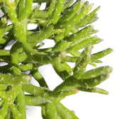 Rhipsalis burchellii close-up of leaf on white background.