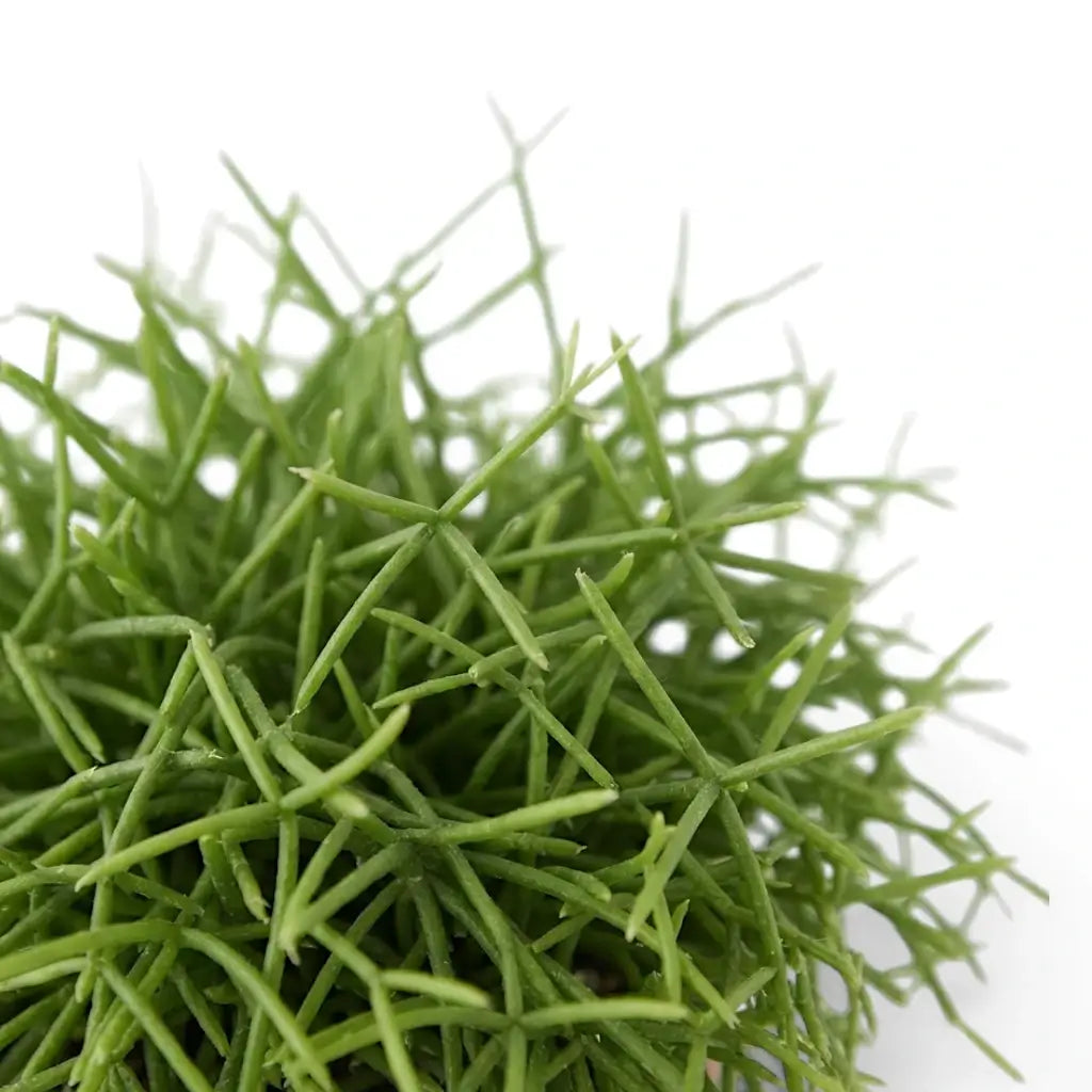 Close-up of Rhipsalis cereuscula 'Cashero' stems.