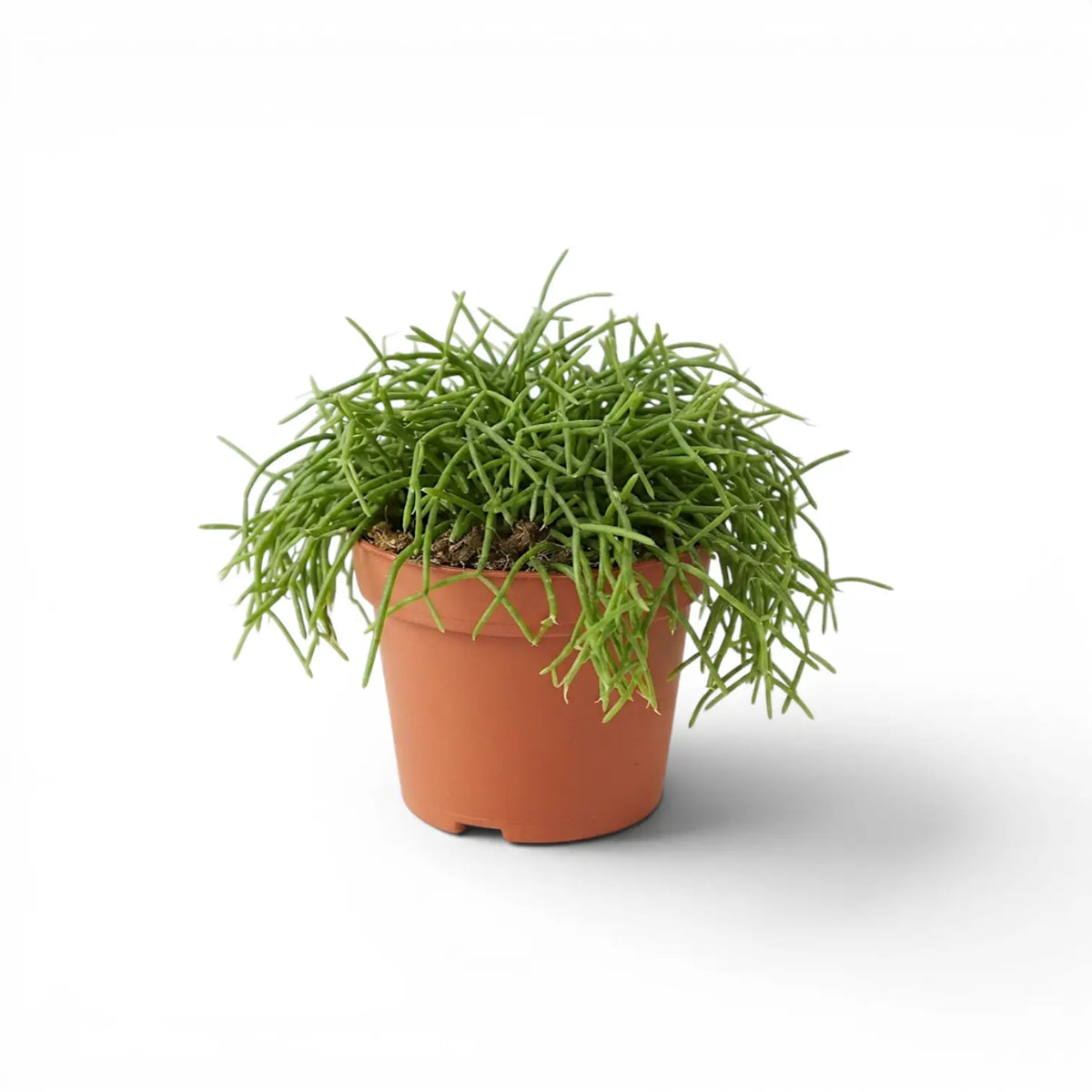 Rhipsalis cereuscula 'Cashero' plant in a nursery pot.
