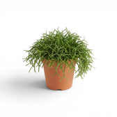 Rhipsalis cereuscula 'Cashero' plant in a nursery pot.