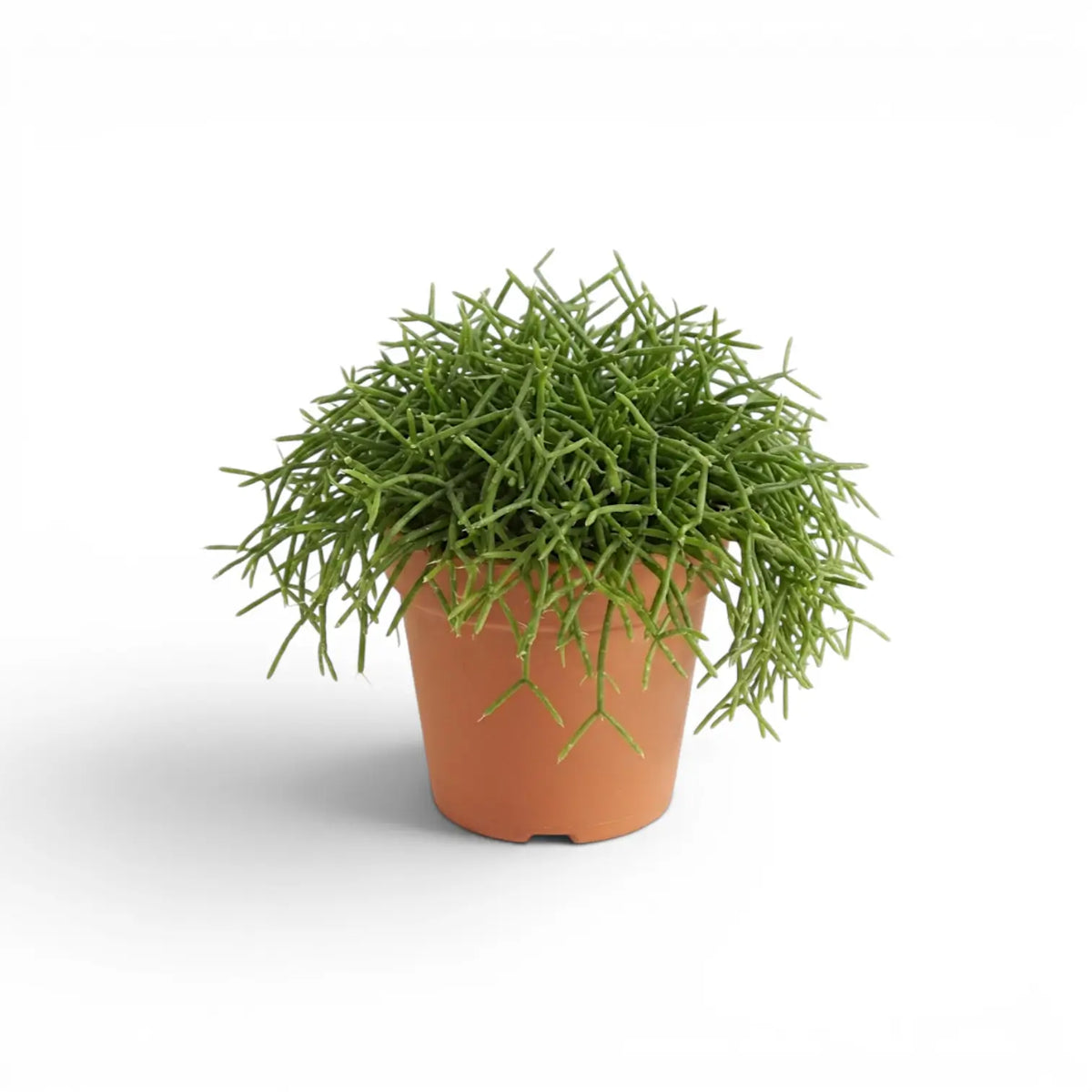 Rhipsalis cereuscula 'Cashero' plant in a nursery pot.