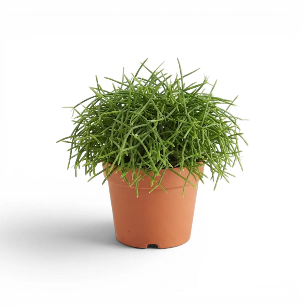 Rhipsalis cereuscula 'Cashero' plant in a nursery pot.