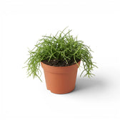 Rhipsalis cereuscula 'Cashero' plant in a nursery pot.