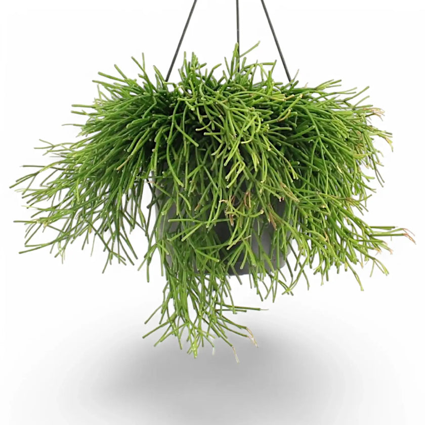 Rhipsalis clavata potted plant in nursery pot on white background.