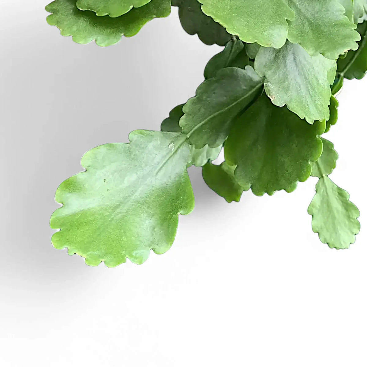 Rhipsalis crispata leaf close-up on white background.