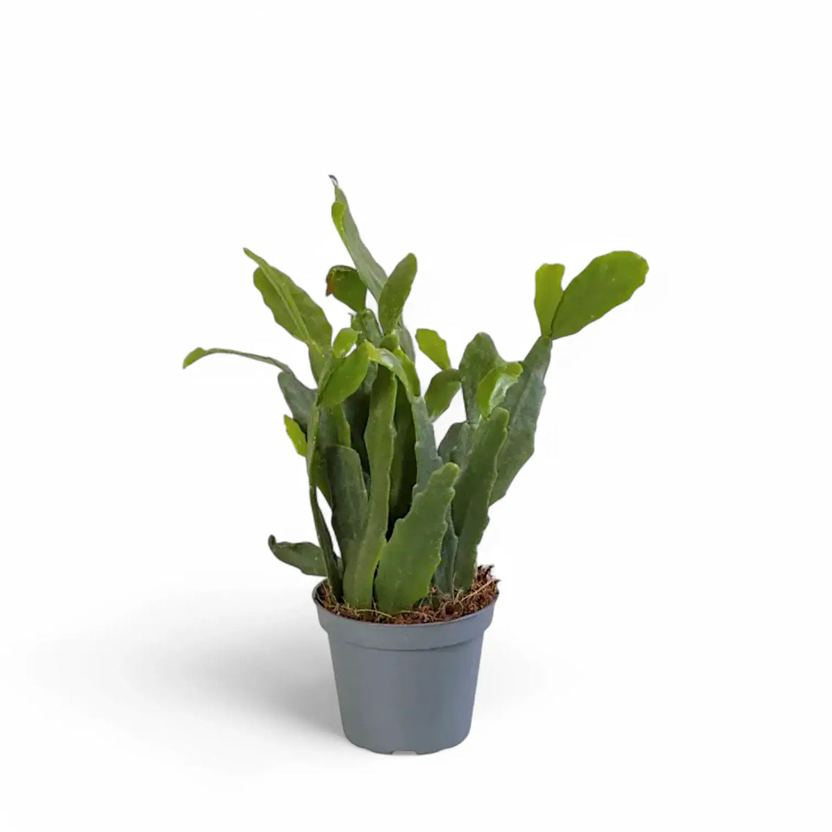 Rhipsalis crispata potted plant in nursery pot on white background.