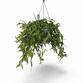 Rhipsalis elliptica potted plant in nursery pot on white background.