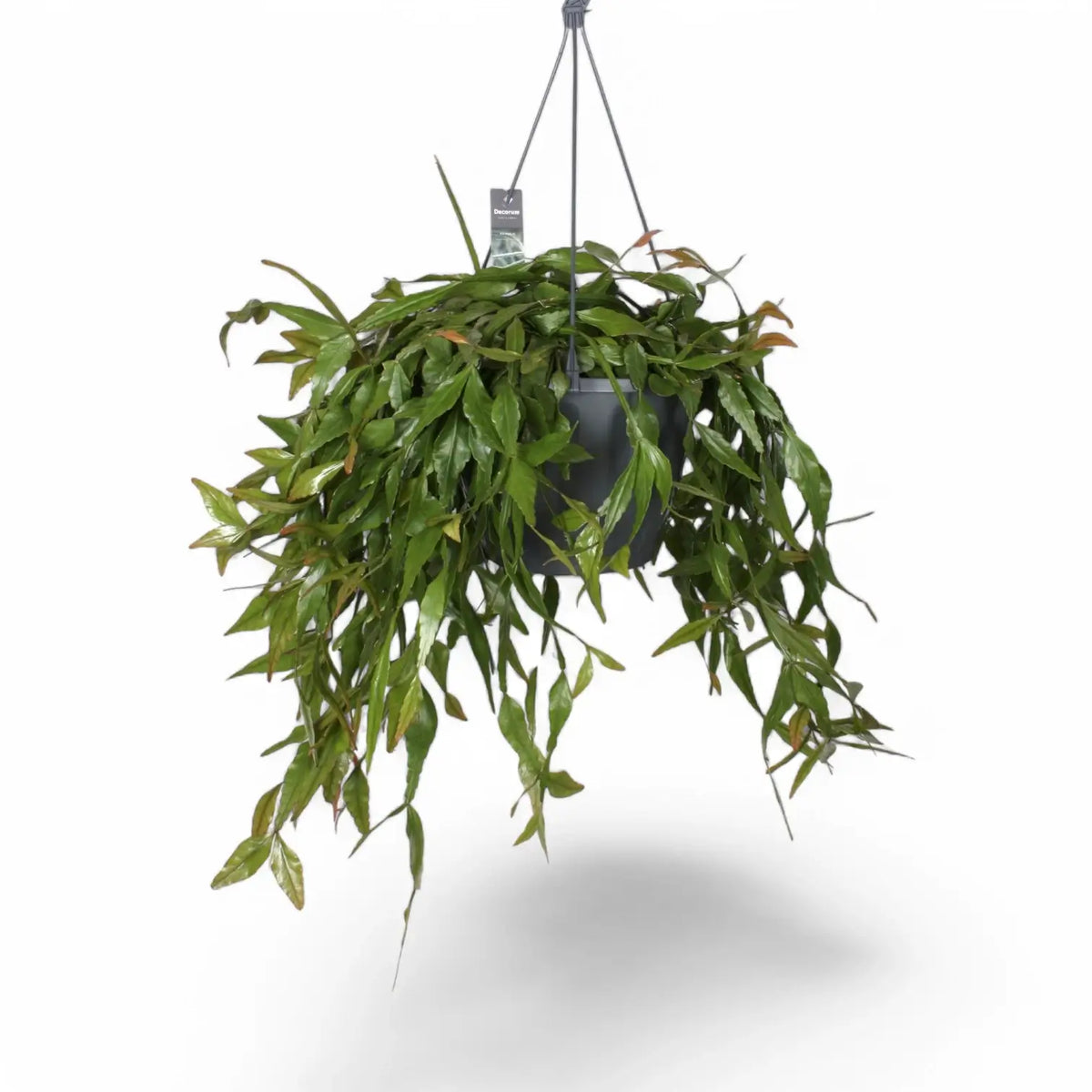 Rhipsalis elliptica potted plant in nursery pot on white background.