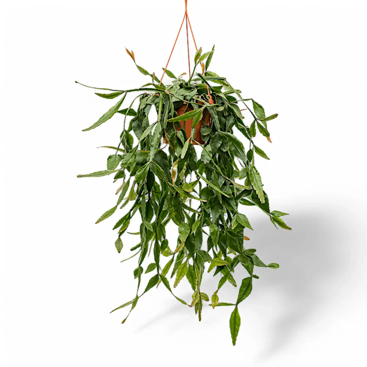 Rhipsalis elliptica potted plant in nursery pot on white background.