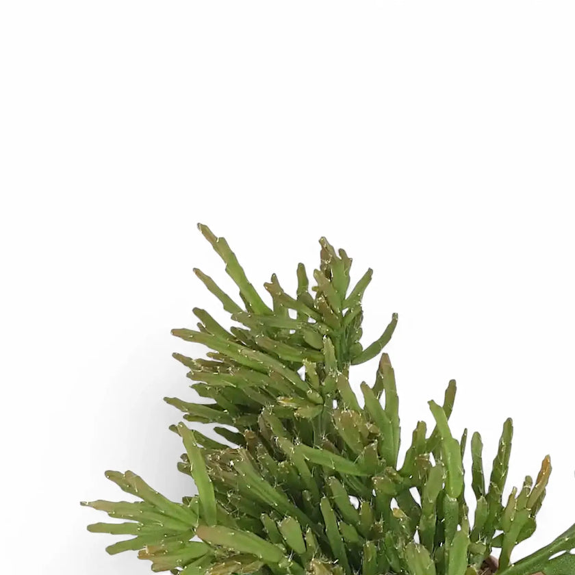 Rhipsalis ewaldiana leaf close-up on white background.