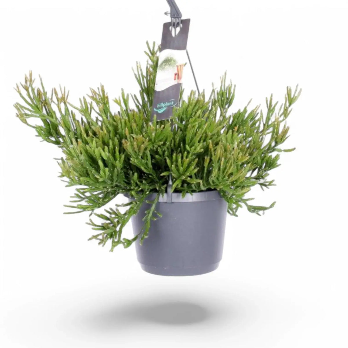 Rhipsalis ewaldiana potted plant in nursery pot on white background.