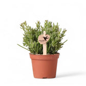 Rhipsalis mesembryanthemoides potted plant in nursery pot on white background.