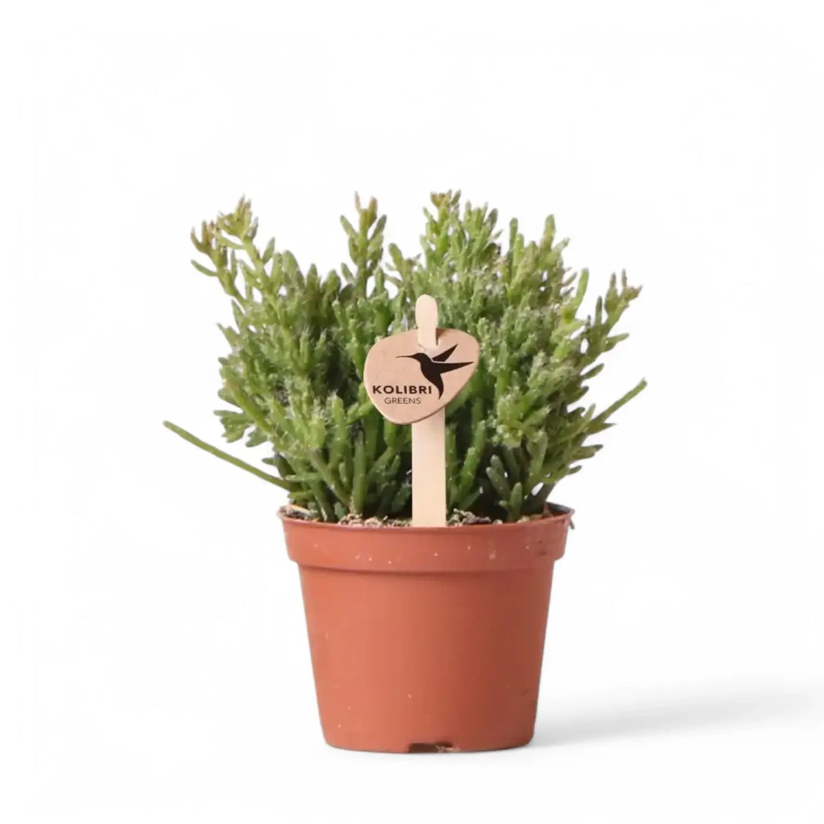 Rhipsalis mesembryanthemoides potted plant in nursery pot on white background.