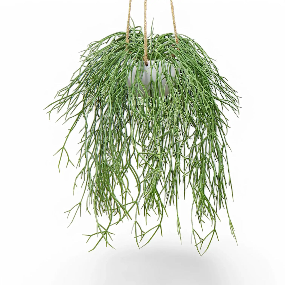 Rhipsalis micrantha ssp. kirbergii Zimmerpflanze im Anzuchttopf vor weißem Hintergrund, Produktfoto 2.