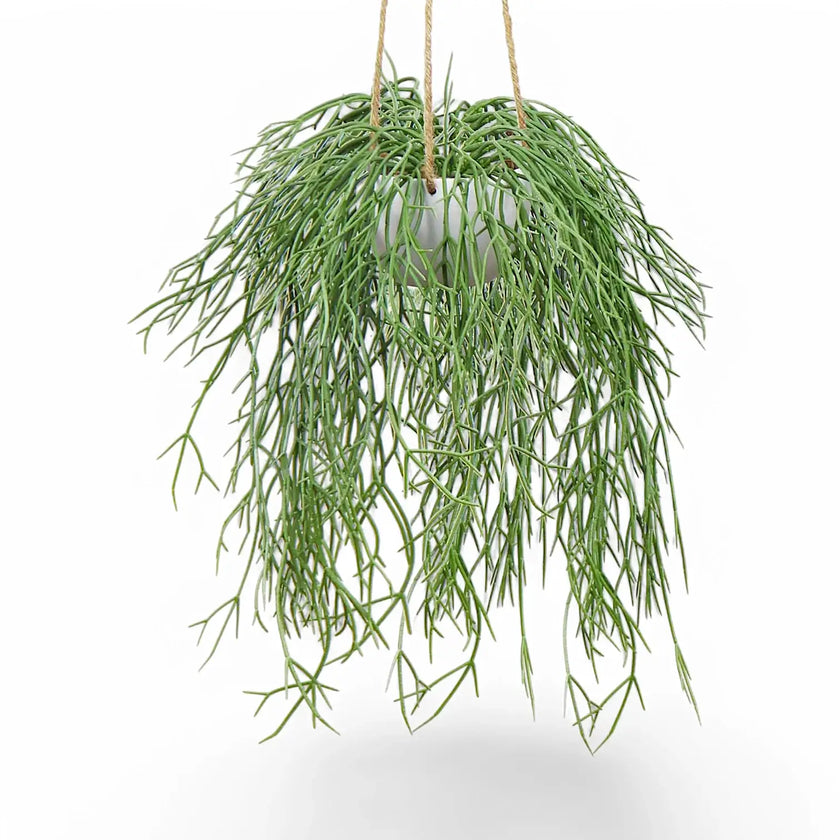 Rhipsalis micrantha ssp. kirbergii potted plant in nursery pot on white background.