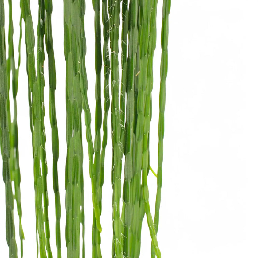 Rhipsalis pacheco-leonis ssp. catenulata leaf detail on white background.