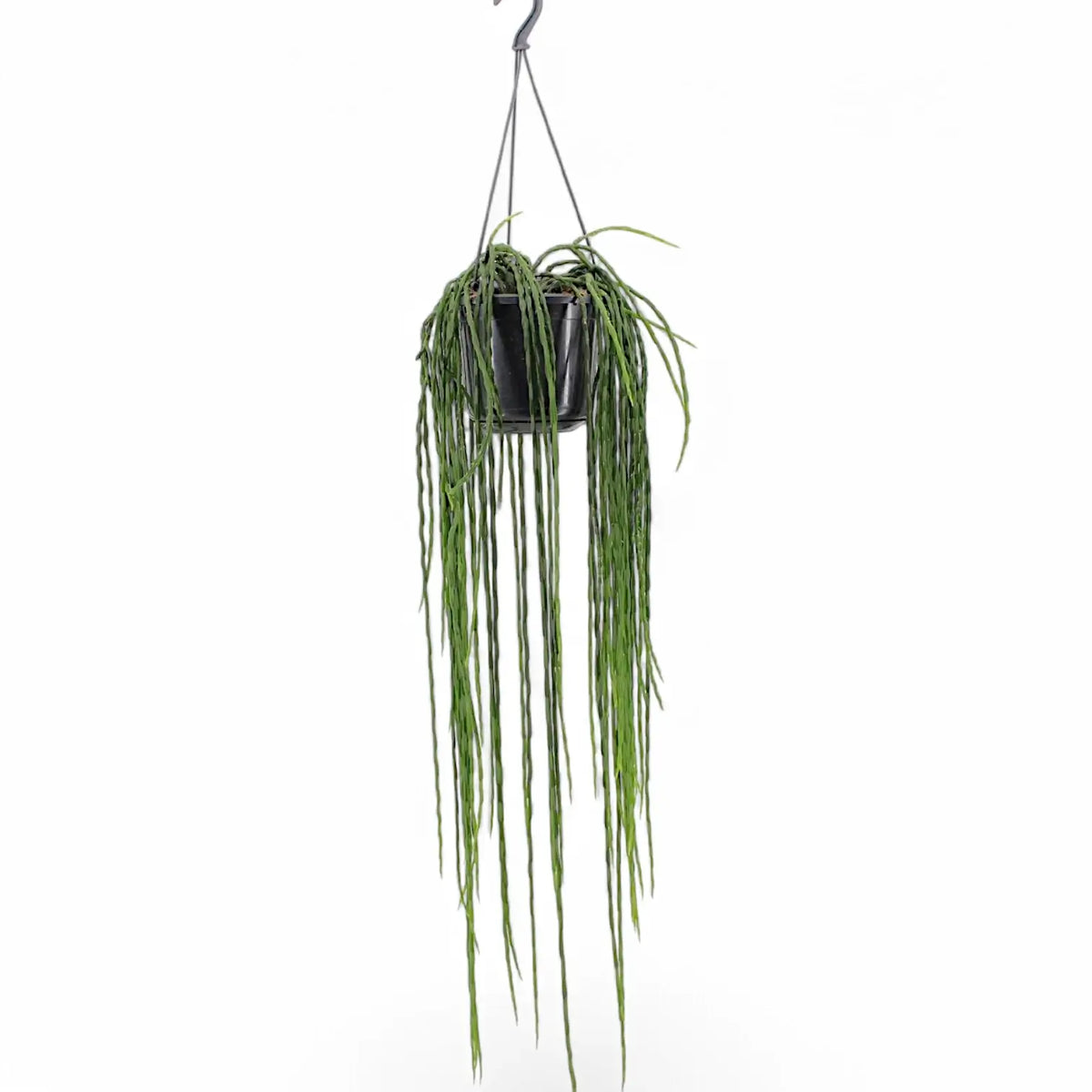 Rhipsalis pacheco-leonis ssp. catenulata potted plant in nursery pot on white background.