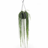Rhipsalis pacheco-leonis ssp. catenulata potted plant in nursery pot on white background.