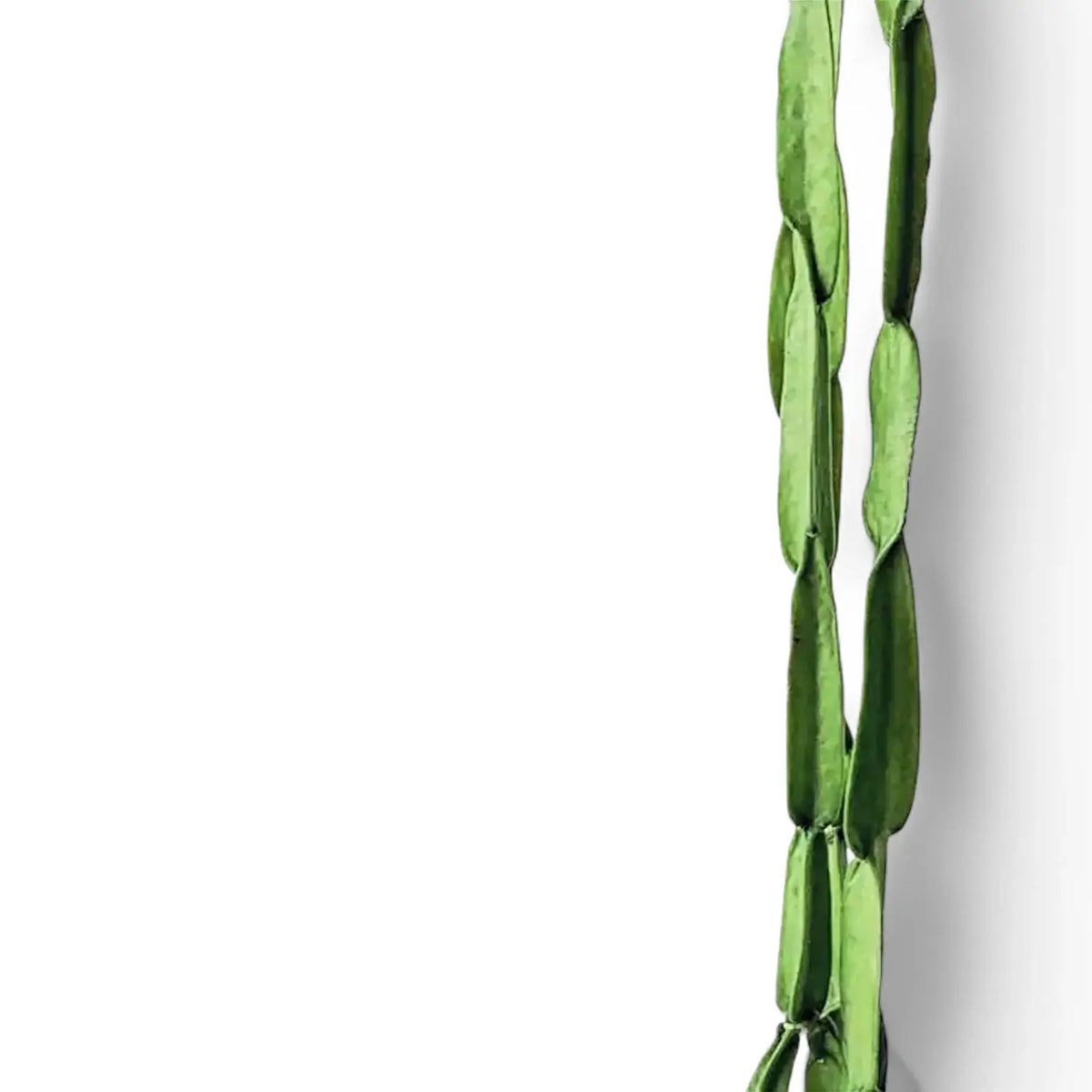 Rhipsalis paradoxa leaf detail on white background.