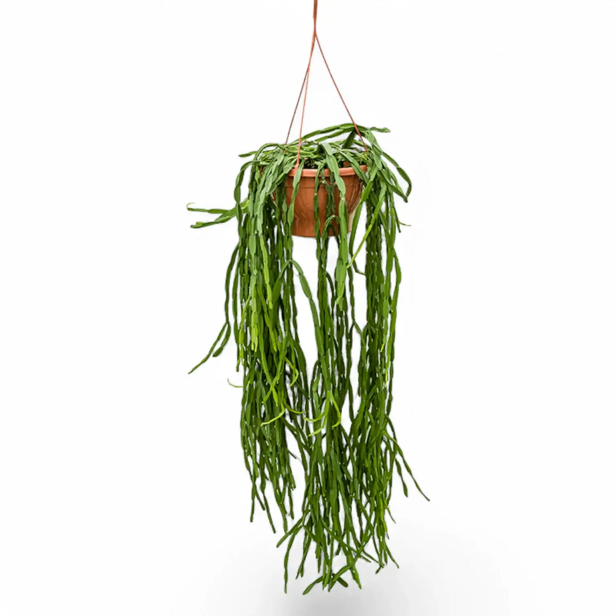 Rhipsalis paradoxa potted plant in nursery pot on white background.