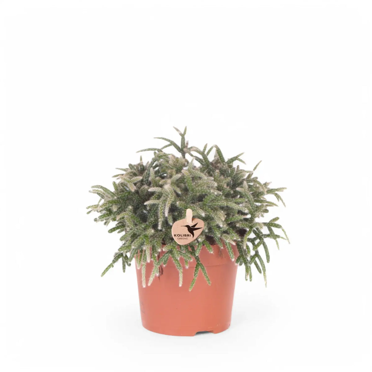 Rhipsalis pilocarpa potted plant in nursery pot on white background.