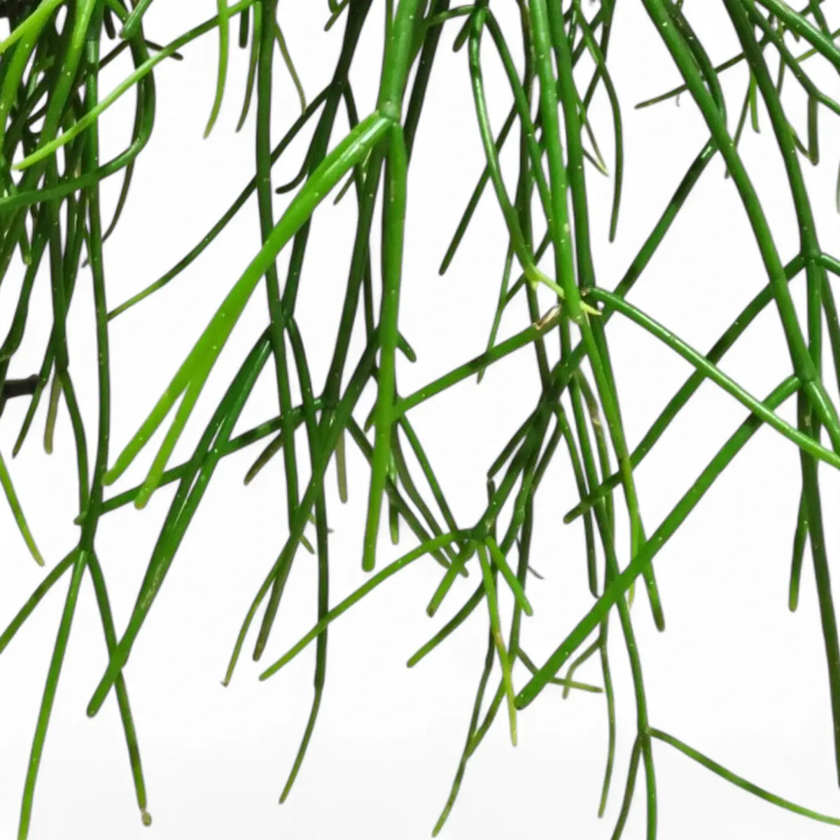 Rhipsalis pulchra close-up of leaf on white background.