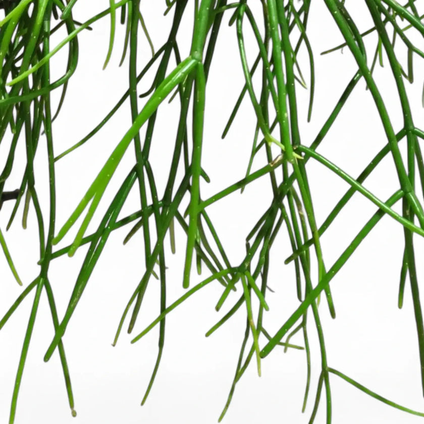 Rhipsalis pulchra close-up of leaf on white background.