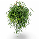 Rhipsalis pulchra potted plant in nursery pot on white background.