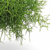 Rhipsalis teres f. heteroclada close-up of leaf on white background.