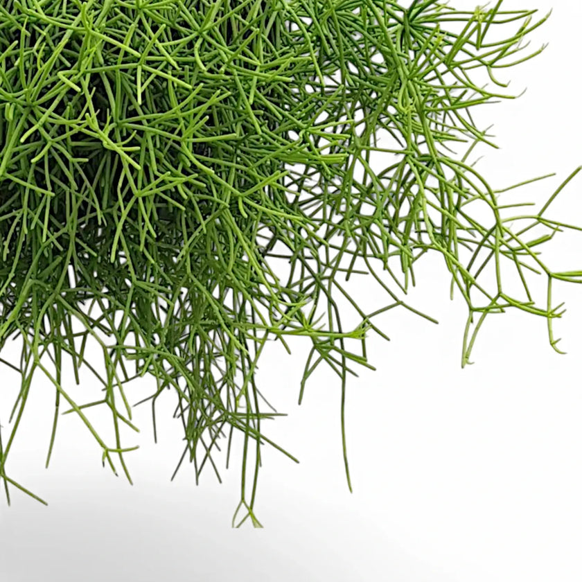 Rhipsalis teres f. heteroclada leaf close-up on white background.