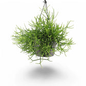 Rhipsalis teres f. heteroclada potted plant in nursery pot on white background.