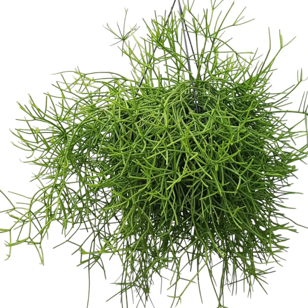 Rhipsalis teres f. heteroclada potted plant in nursery pot on white background.