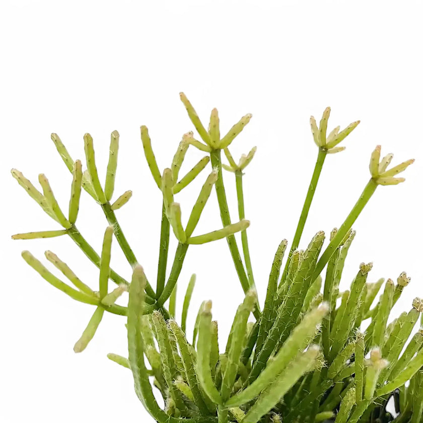 Rhipsalis teres f. prismatica close-up of leaf on white background.
