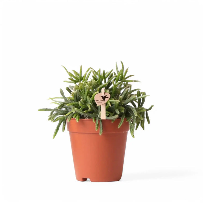 Rhipsalis teres f. prismatica potted plant in nursery pot on white background.
